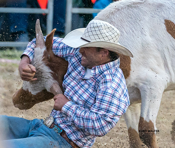 Barossa Rodeo Steer Roping & Barrel Racing Steer Wrangling Cowboy